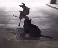 बिल्ली को इंप्रेस करने के लिए डॉगी ने किया धमाकेदार डांस, वीडियो वायरल