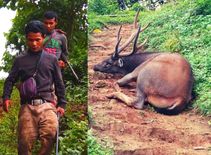 युवकों को सांभर हिरण का शिकार करना पड़ा महंगा, गिरफ्तार

