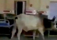 विपक्ष के निशाने पर नीतीश सरकार, अस्पताल में आवारा पशु का घूमते हुए वीडियो वायरल