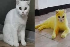 बिल्ली को इंफेक्शन हुआ तो मालिक ने अपनाया देसी नुस्खा, पीली पड़ गई!