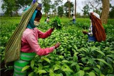 असम के चाय बागानों में तकनीकी प्रशिक्षण देने जाएंगी झारखंड सखी मंडल की दीदियां

