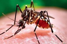 गजबः वैज्ञानिकों ने किया ऐसा बड़ा कमाल, अब डेंगू को खत्म करेगा मच्छर, जानिए कैसे