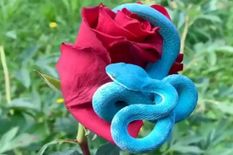 कभी नहीं देखा नीले रंग का ऐसा अनोखा सांप, यहां पर गुलाब से लिपटा मिला