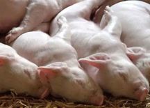 87 सुअरों की दक्षिण मिज़ोरम के लुंगलेई जिले में अफ्रीकी स्वाइन फ्लू से मौत