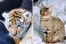 गजबः ऑनलाइन 5 लाख रुपए मंगवाई बिल्ली, बॉक्स से निकला बाघ का बच्चा