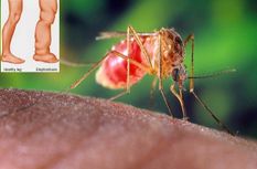 मच्छरः सरकारी संस्थानों में मिला मच्छर तो SDMC  भेजेगा कानूनी नोटिस, कटेगा भारी चालान