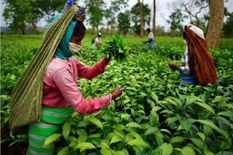 बीजेपी सरकार का वादा, चुनाव से पहले चाय बागान इलाकों में बनाए जाएंगे 119 हाईस्कूल







