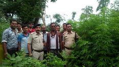 त्रिपुरा में 1 लाख गांजे के पौधों को BSF किया तहस-नहस
