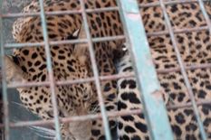 गर्ल्स हॉस्टल में घुसा तेंदुआ, अफरा-तफरी का माहौल