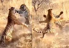 बाघों के बीच हुई खौफनाक लड़ाई, दोनों ने एक-दूसरे को पटका



