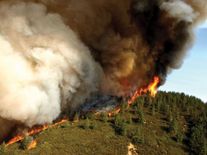 नागालैंड की दज़ुकू घाटी में लगी भीषण आग, वायु सेना बुझा रही आग 
