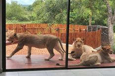 सफारी कर्मियो के कोरोना संक्रमित होने से शेरो का प्रशिक्षण रद्द, खुलने पर भी लगा ब्रेक 





