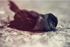 असम वन विभाग ने बारपेटा में पक्षियों की मौत की जांच के दिए आदेश 
