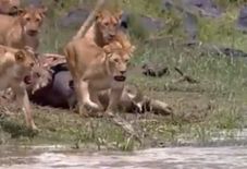 नदी किनारे खाना खाने में व्यस्त थे शेर, मगरमच्छ ने कर दिया हमला, देखें वीडियो



