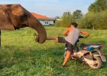 ट्रैफिक हवलदार बना हाथी, व्यक्ति को सिखाया सबक

