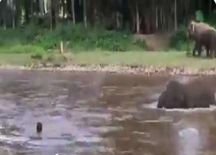 नन्हें हाथी ने बचाई शख्स की जान, पेश की मानवता की मिसाल; वीडियो वायरल



