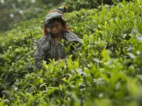 चाय श्रमिकों के लिए न्यूनतम मजदूरी बढ़ाने की योजना बना रही सरकार 