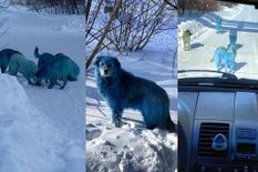 इस देश में कुत्तों का रंग हो चुका है नीला, तस्वीरें हो रही हैं जमकर वायरल