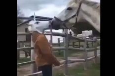 Viral Video : जब मुखौटा पहनकर घोड़े के सामने पहुंच गया एक आदमी, वीडियो में देखें फिर हुआ क्या