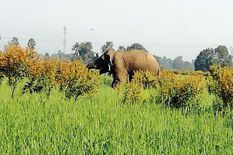 झारखंड से भटक कर आए हाथी ने बिहार में मचाया कोहराम, अब तक इतने लोगों की ले चुका है जान
