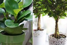 Vastu Tips: घर में इस पौधे लगाने से आती हैं खुशियां, दूर हो जाते हैं वास्तुदोष