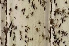भीषण बाढ़ के बाद तबाही का मंजर, अब मकड़ियों और सांपों से लोगों में खौफ, जानिए पूरा मामला