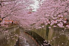 Japan में समय से 20 दिन पहले खिले Cherry Blossom के फूल, टूटा 1200 साल का रिकॉर्ड
