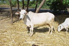 Gujarat में मिली चौथी स्वदेशी नस्ल की गाय, Dagri cow को मिली राष्ट्रीय मान्यता