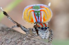 मकड़ी ऐसी कि देखते ही प्यार हो जाए, मिलिए रंगीन डांसिंग peacock spider से
