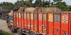 असम पुलिस ने दो हाथियों की तस्करी कर रहे ट्रक को किया जब्त 