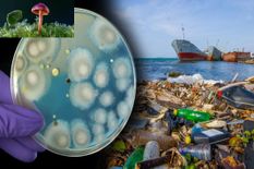 दुनिया को अब मिल जाएगी प्लास्टिक कचरे से निजात, वैज्ञानिकों ने खोजा प्लास्टिक खाने वाला मशरूम 