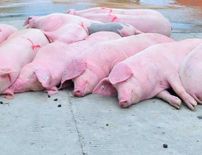 मिजोरम में अफ्रीकन स्वाइन फीवर का कहर, 30 दिन में 920 सूअरों की मौत





