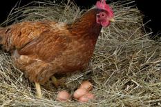 गजब! मुर्गियों ने अंडा देना बंद किया तो पुलिस के पास पहुंचा मालिक, फिर की चैंकाने वाली शिकायत