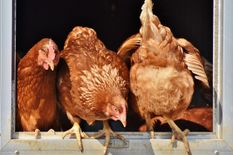 गजबः मुर्गियों ने अंडे देना बंद किए तो मालिक ने पुलिस में कर दी शिकायत