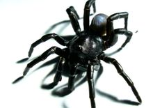 ये है दुनिया की सबसे खतरनाक मकड़ी, इसके डंक से तड़प उठेगा इंसान