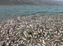 Lebanon की झील पर मिलीं 40 टन मरी हुई मछलियां, खौफनाक है मौत की वजह







