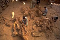 भारत के इस राज्य में मिले सॉरोपॉड डायनासोर के जीवाश्म, रहते थे 10 करोड़ साल पहले