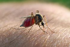 अब किसी को भी नहीं होगा Malaria, वैज्ञानिकों ने बनाए मच्छरों को मारने वाले मच्छर
