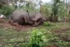 असम: नगांव में बिजली गिरने से 18 हाथियों की दर्दनाक मौत, वन मंत्री करेंगे दौरा