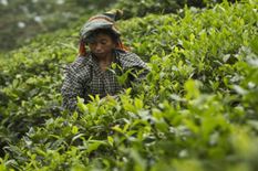 असम के चाय बागानों पर कोरोना का कहर, न आईसोलेशन की सुविधा, न ही इलाज



