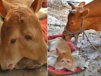 Oh! Bihar में गाय ने दिए दो मुंह वाले बच्चे को जन्म, लोग करने लगे पूजा