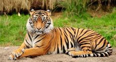 70 बाघों को मारने वाला 50 वर्षीय शिकारी बांग्लादेश में गिरफ्तार