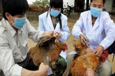 China से अब फैलेगा Bird Flu का विस्फोट, पहली बार इंसान में मिला Virus का H10N3 स्ट्रेन