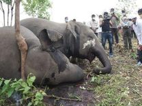 मंत्री ने कहा, '18 हाथियों की मौत का कारण बिजली गिरने पर करंट लगना हो सकता है'




