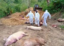 कोरोना संकट के बीच मिजोरम में अफ्रीकन स्वाइन फीवर का कहर, अब तक 5000 से ज्यादा सुअरों की मौत



