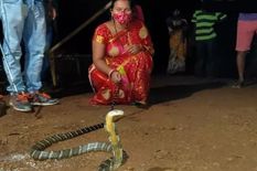 इंटरनेट पर छा गई ये हिम्मत वाली महिला, चुटकियों में पकड़ लिया 8 फुट लंबा किंग कोबरा