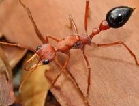 कोबरा सांप जैसी जहरीली है ये चींटी, काटते ही हो जाती है मौत



