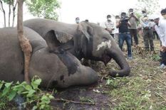 असम में हाथियों की मौत के मामले में CM Himanta से उचित जांच कराने का किया आग्रह



