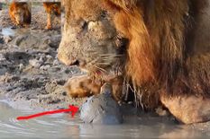 तालाब में पानी पी रहा था शेर, तभी छोटे से कछुए ने कर दी प्यारी सी हरकत, वीडियो देख दीवाने हो गए लोग