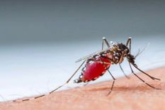 DC राम सिंह ने वेस्ट गारो हिल्स में डेंगू की रोकथाम के कदमों की की समीक्षा 